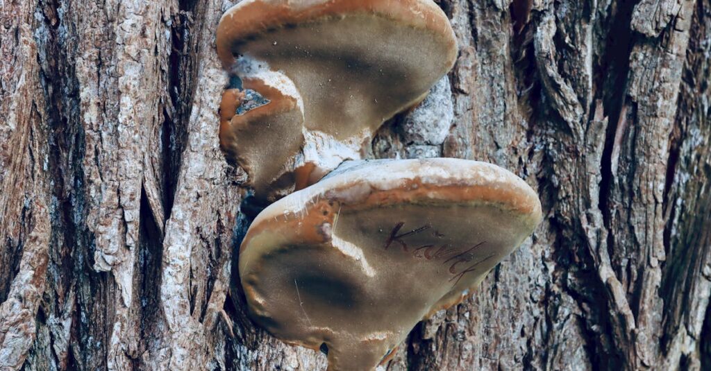 explore montreal's mushroom underworld and discover a hidden world of fungi, mysterious growth, and natural wonder in the heart of the city.